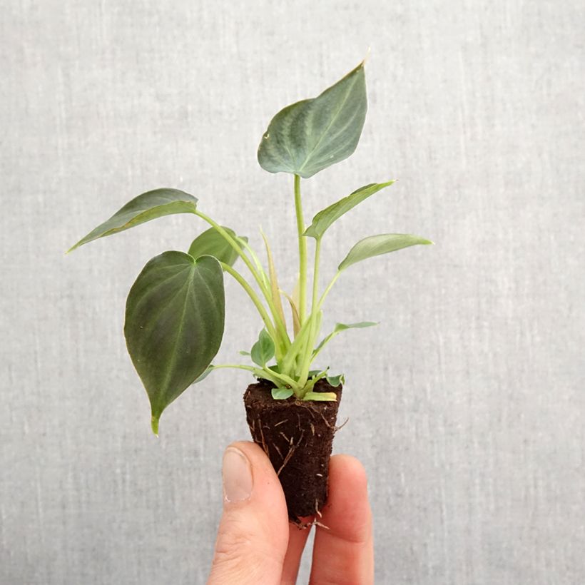 Example of Filodendro - Philodendron Incensi mini-pianta as you get in printemps