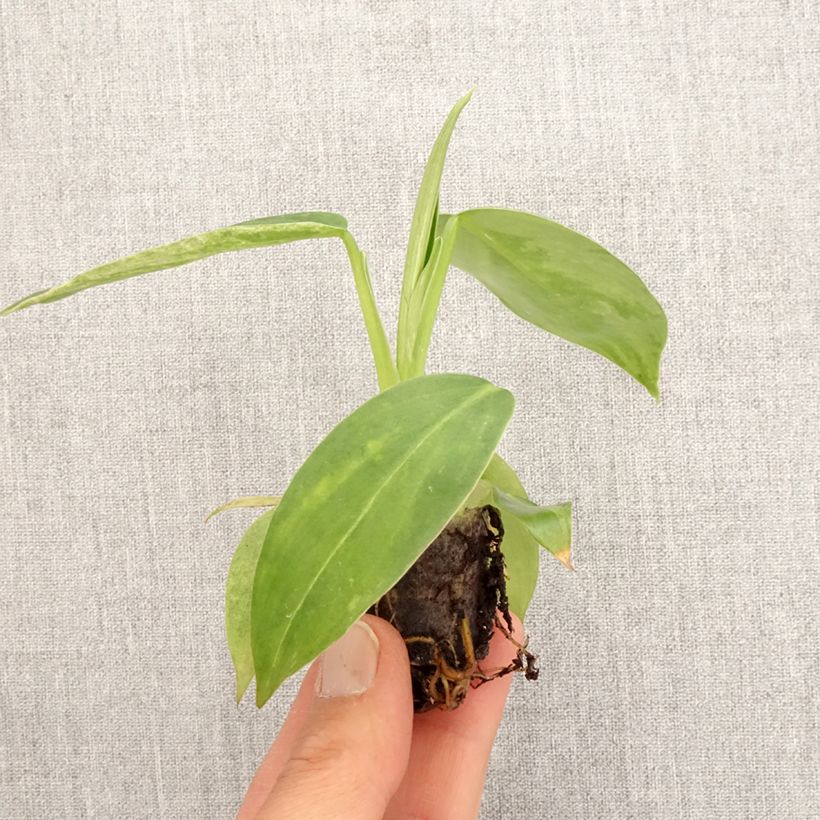 Filodendro - Philodendron Jose Buono mini-pianta esemplare consegnato in primavera