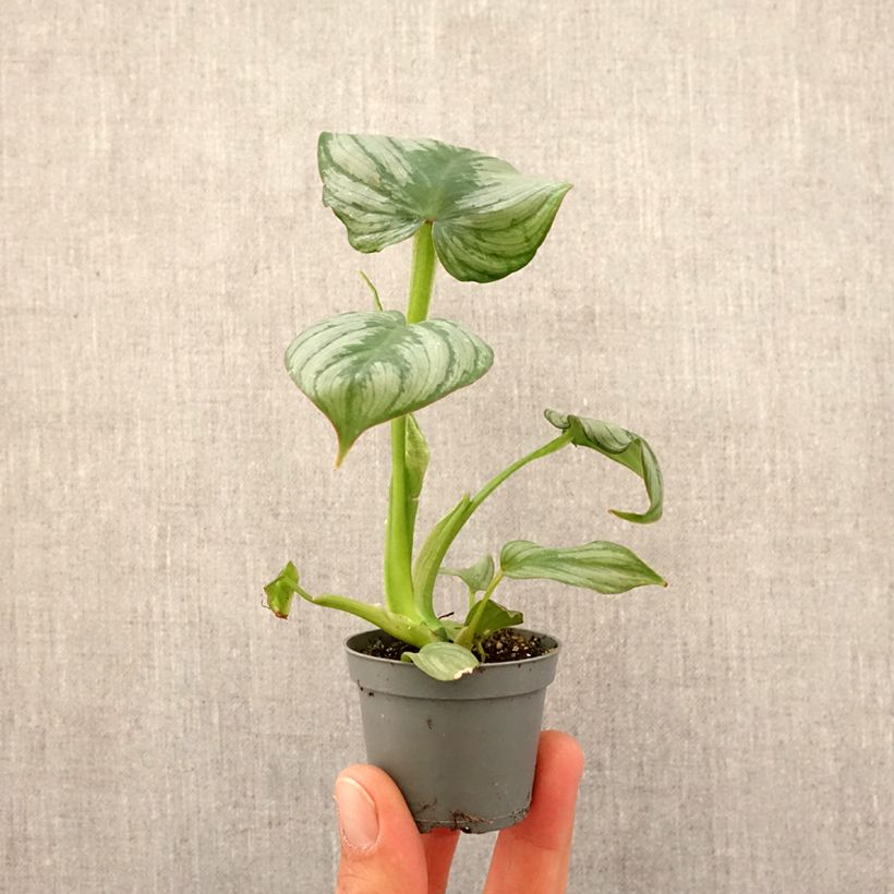 Example of Filodendro - Philodendron McDowell mini-pianta as you get in printemps