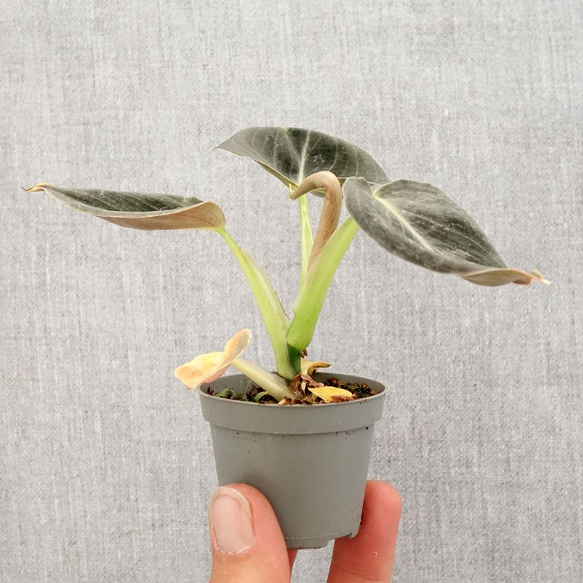 Filodendro - Philodendron melanochrysum mini-pianta esemplare consegnato in primavera