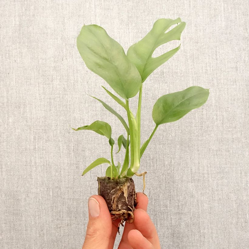 Filodendro - Philodendron Minima - Monstera minima mini-pianta esemplare consegnato in primavera