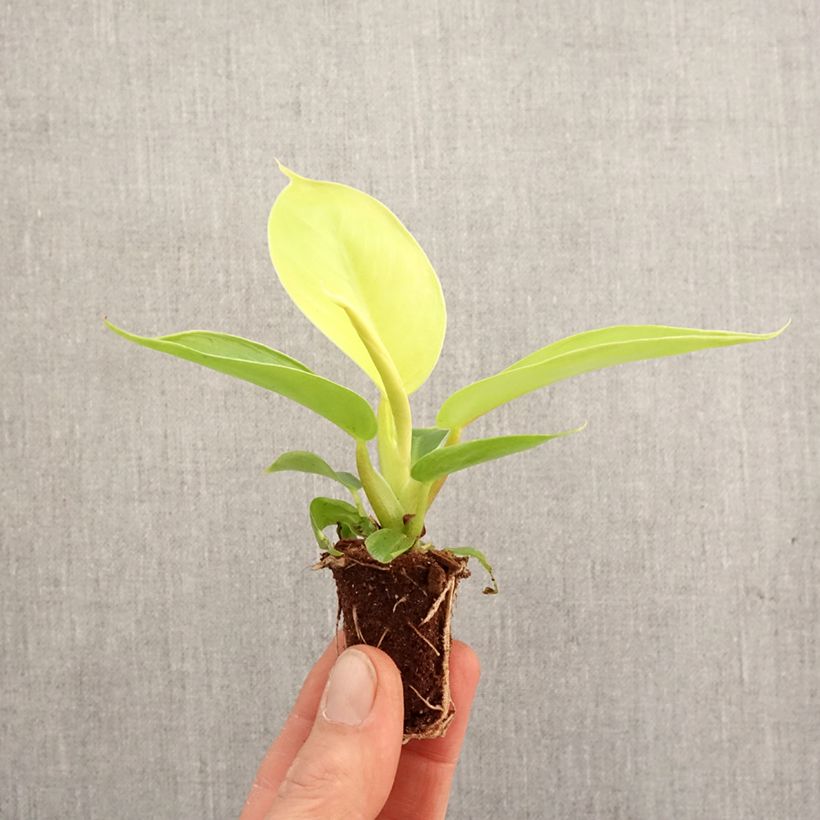 Example of Filodendro - Philodendron Moonlight mini-pianta as you get in printemps