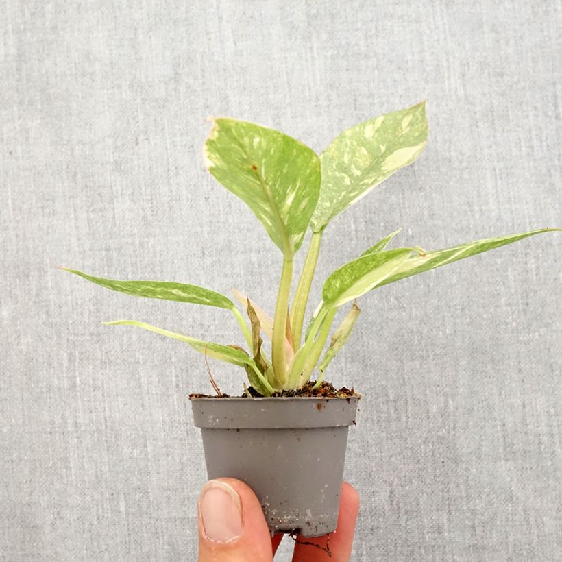 Example of Filodendro - Philodendron Narrow Ring of Fire mini-pianta as you get in printemps