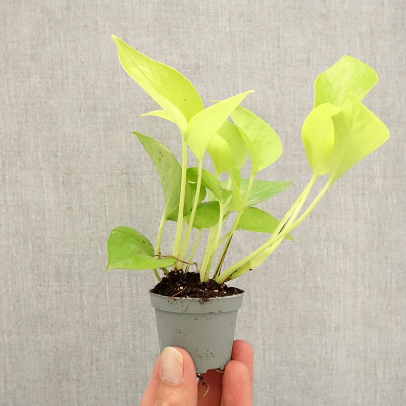 Esemplare di Filodendro - Philodendron Neon mini-pianta come consegnato in autunno