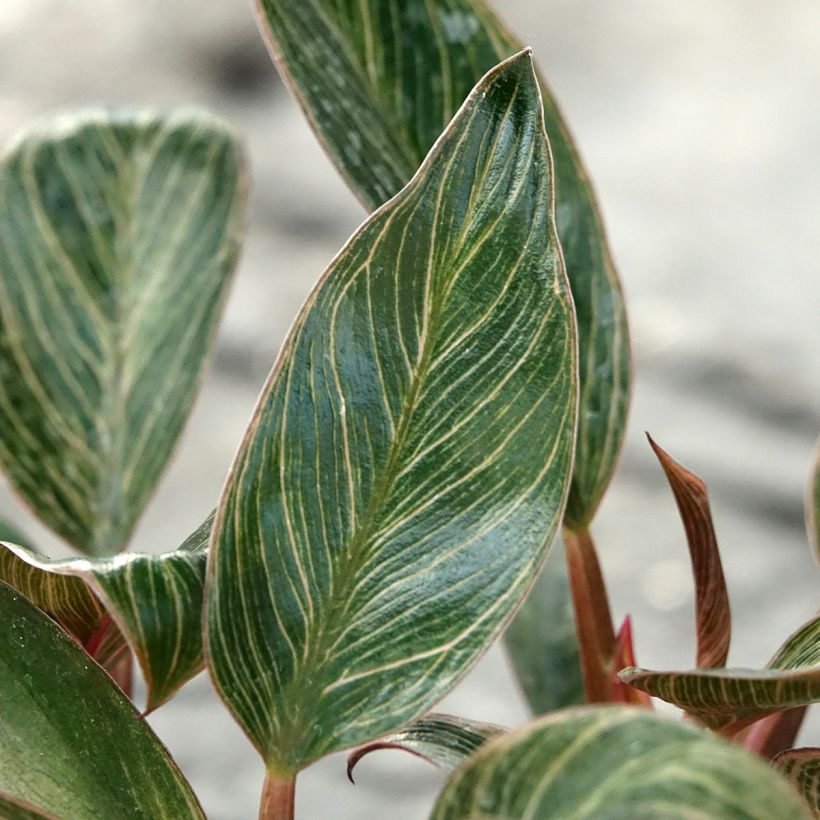 Filodendro - Philodendron Pink Bikini (Fogliame)