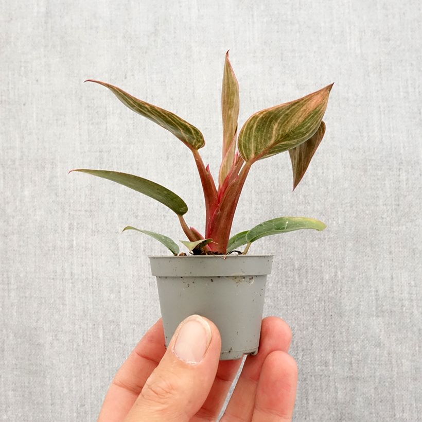 Filodendro - Philodendron Pink Bikini mini-pianta esemplare consegnato in primavera