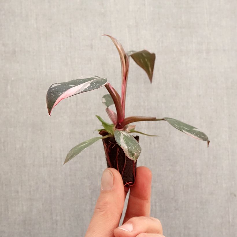 Example of Filodendro - Philodendron Pink Princess mini-pianta as you get in printemps