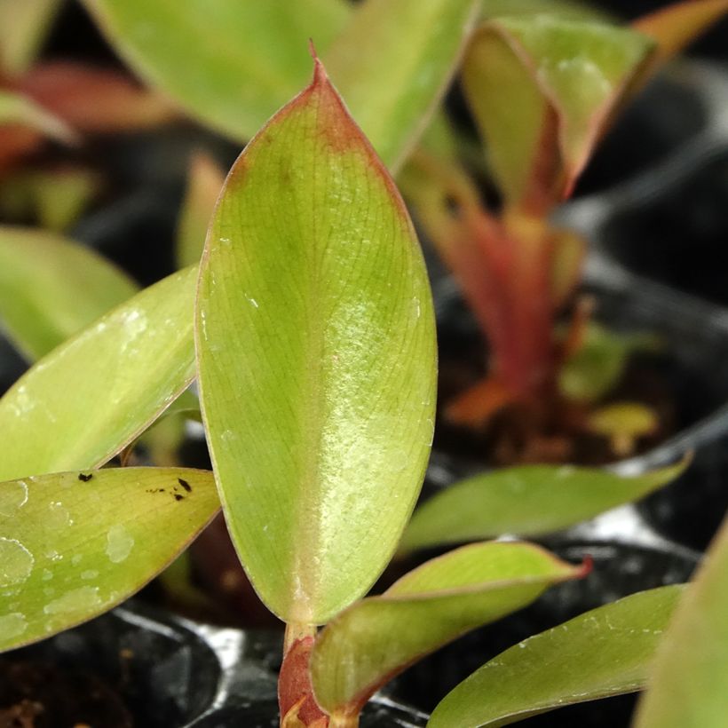 Filodendro - Philodendron Prince of Orange (Fogliame)