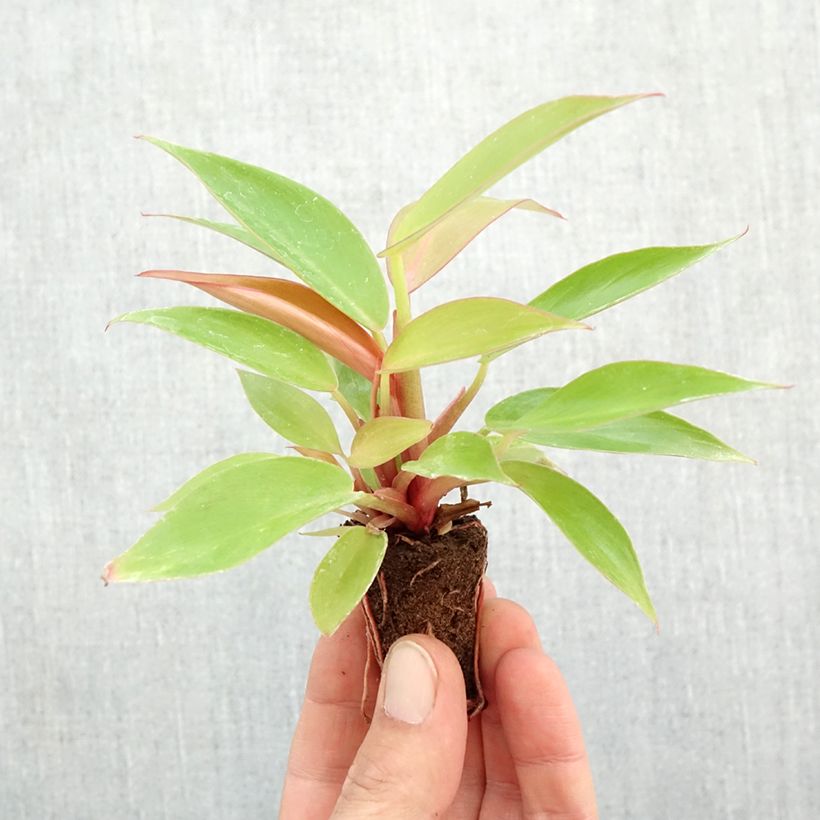 Esemplare di Filodendro - Philodendron Prince of Orange mini-pianta come consegnato in autunno