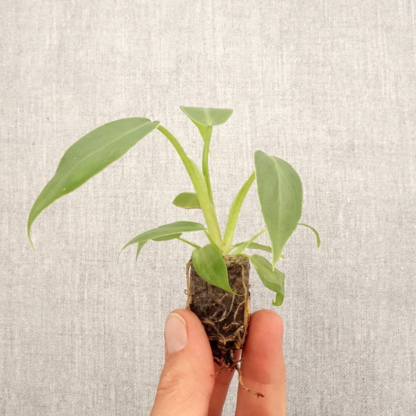 Filodendro - Philodendron radiatum mini-pianta esemplare consegnato in primavera