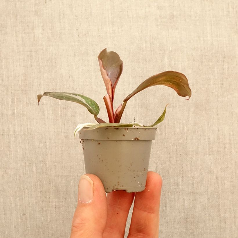 Philodendron Red Anderson - Filodendro mini-pianta esemplare consegnato in primavera