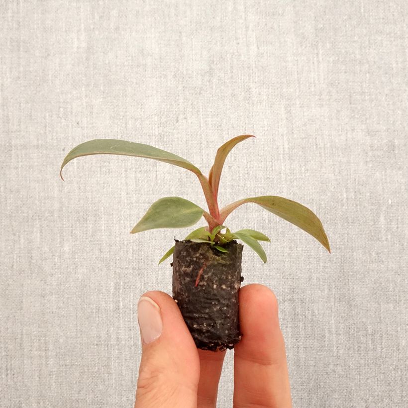 Filodendro - Philodendron Royal Queen mini-pianta esemplare consegnato in primavera