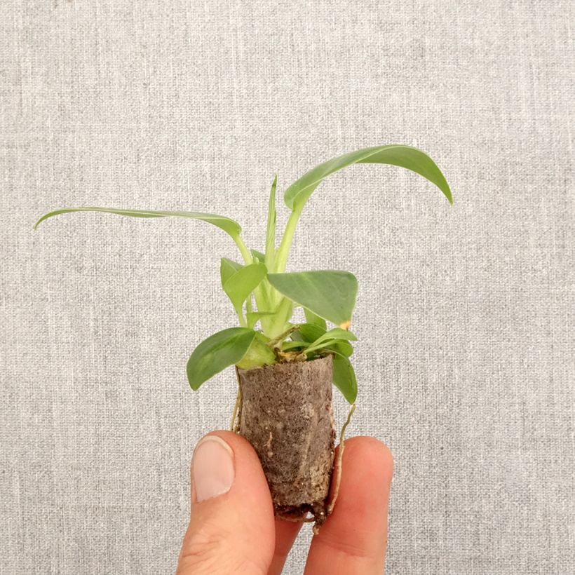 Filodendro - Philodendron rugosum Aberrant mini-pianta esemplare consegnato in primavera