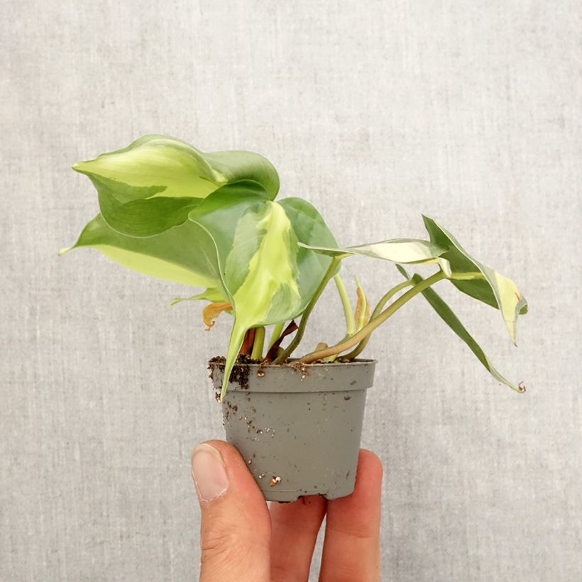 Filodendro - Philodendron scandens Brasil mini-pianta esemplare consegnato in primavera