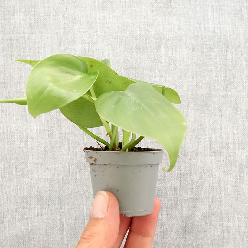 Filodendro - Philodendron scandens mini-pianta esemplare consegnato in primavera