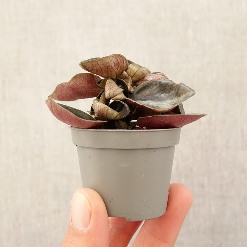 Example of Filodendro - Philodendron sp. Colombia mini-pianta as you get in printemps