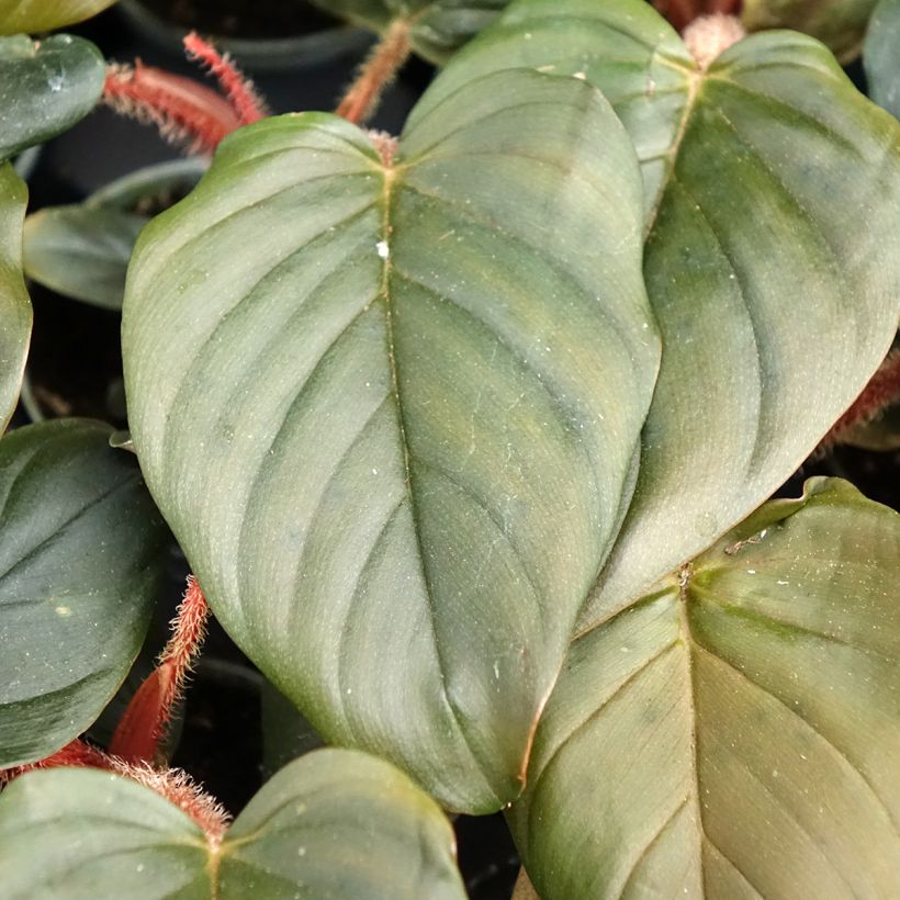 Filodendro - Philodendron squamiferum x serpens (Fogliame)