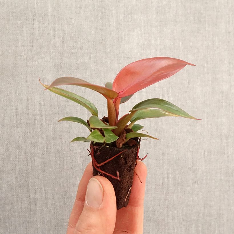 Filodendro - Philodendron Sun Red mini-pianta esemplare consegnato in primavera