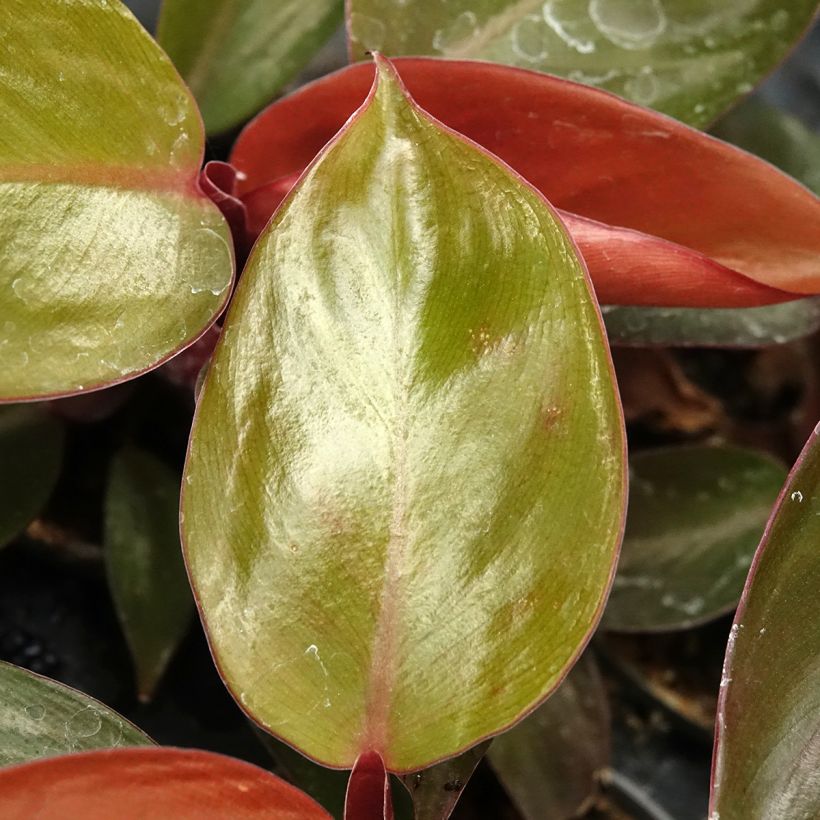 Filodendro - Philodendron Sun Red (Fogliame)