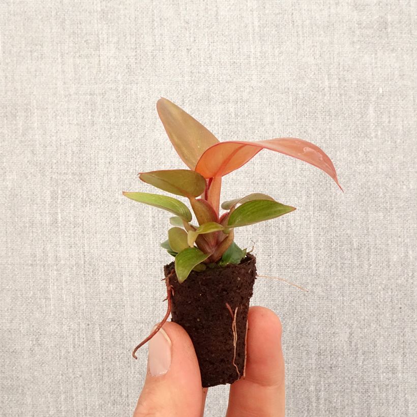 Filodendro - Philodendron Sunlight mini-pianta esemplare consegnato in primavera