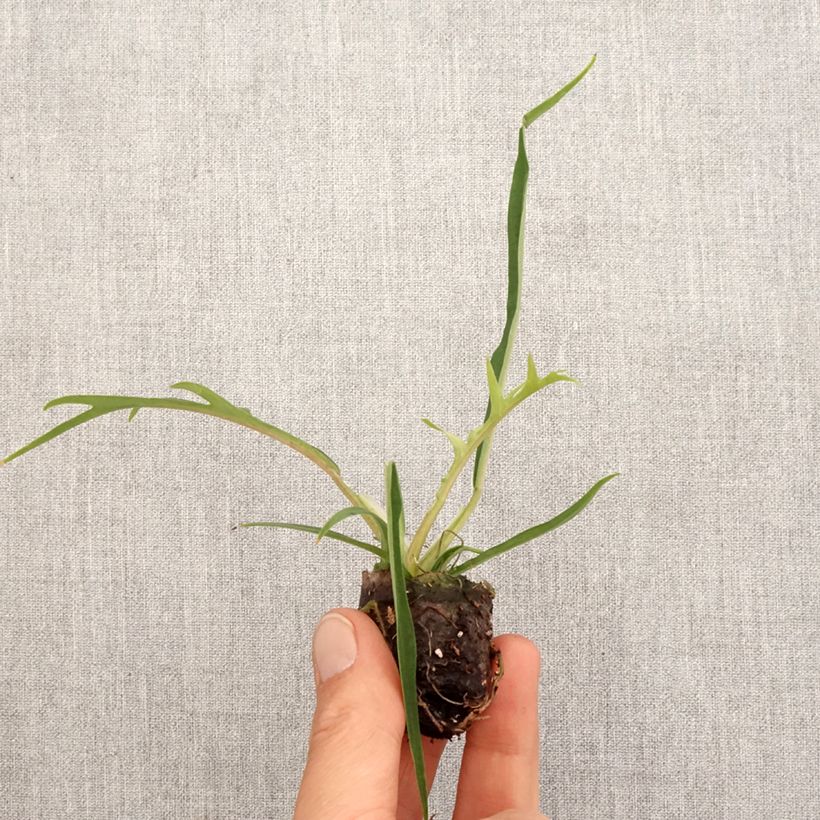 Filodendro - Philodendron tortum mini-pianta esemplare consegnato in primavera