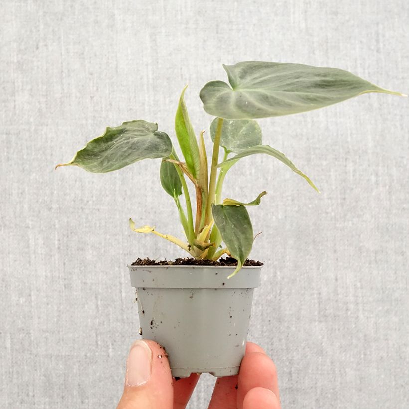 Example of Filodendro - Philodendron verrucosum mini-pianta as you get in printemps