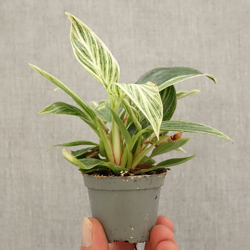 Example of Filodendro - Philodendron White Measure mini-pianta as you get in automne