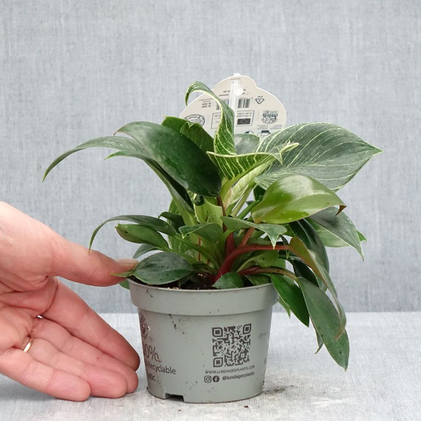 Example of Filodendro - Philodendron White Measure Vaso da Ø 10 cm/11 cm as you get in printemps