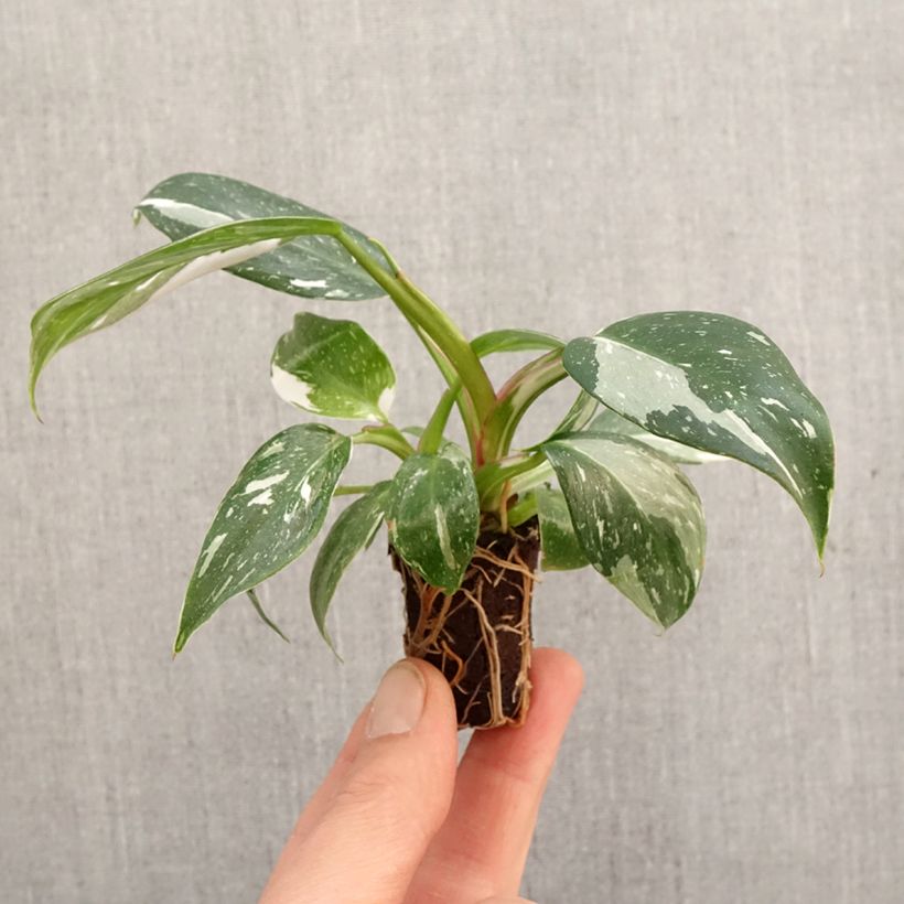 Example of Filodendro - Philodendron White Princess mini-pianta as you get in printemps