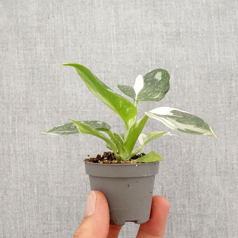 Filodendro - Philodendron White Wizard mini-pianta esemplare consegnato in primavera