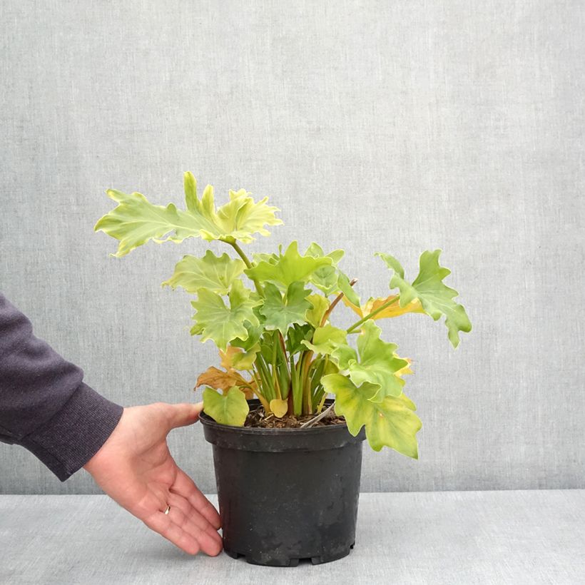 Philodendron xanadu Hope Vaso da 2L/3L esemplare consegnato in primavera
