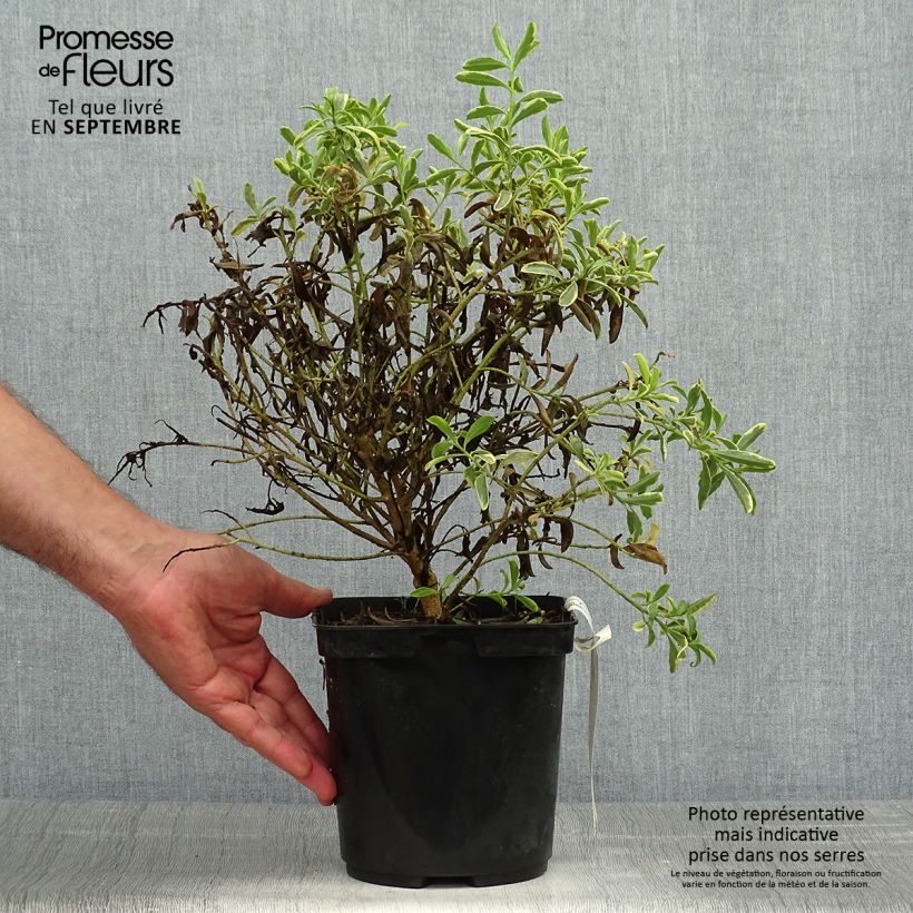 Esemplare di Philotheca (Eriostemon) myoporoides Gold Touch  Pot de 3L/4L come consegnato in autunno