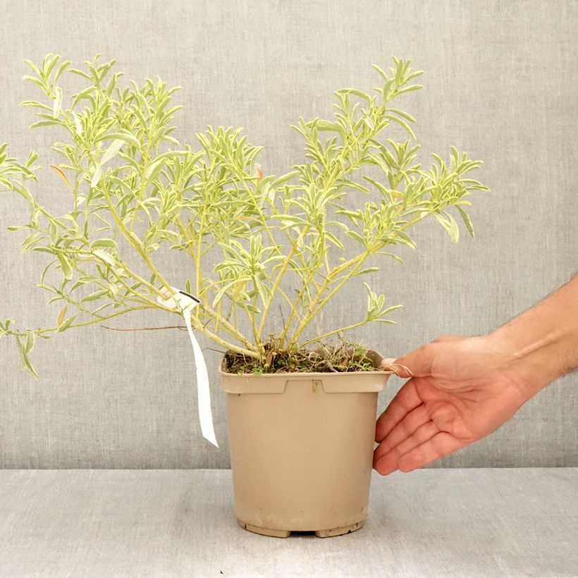 Esemplare di Eriostemon myoporoides Gold Touch Vaso da 3L/4L consegnato in estate