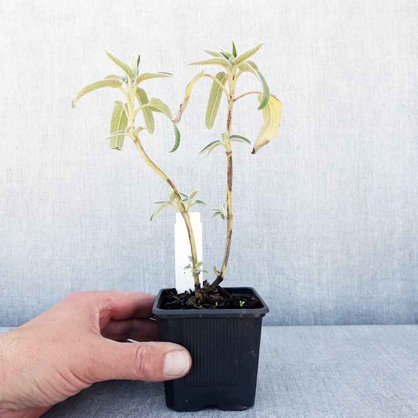 Example of Phlomis bourgaei Vasetto da 8/9 cm as you get in printemps