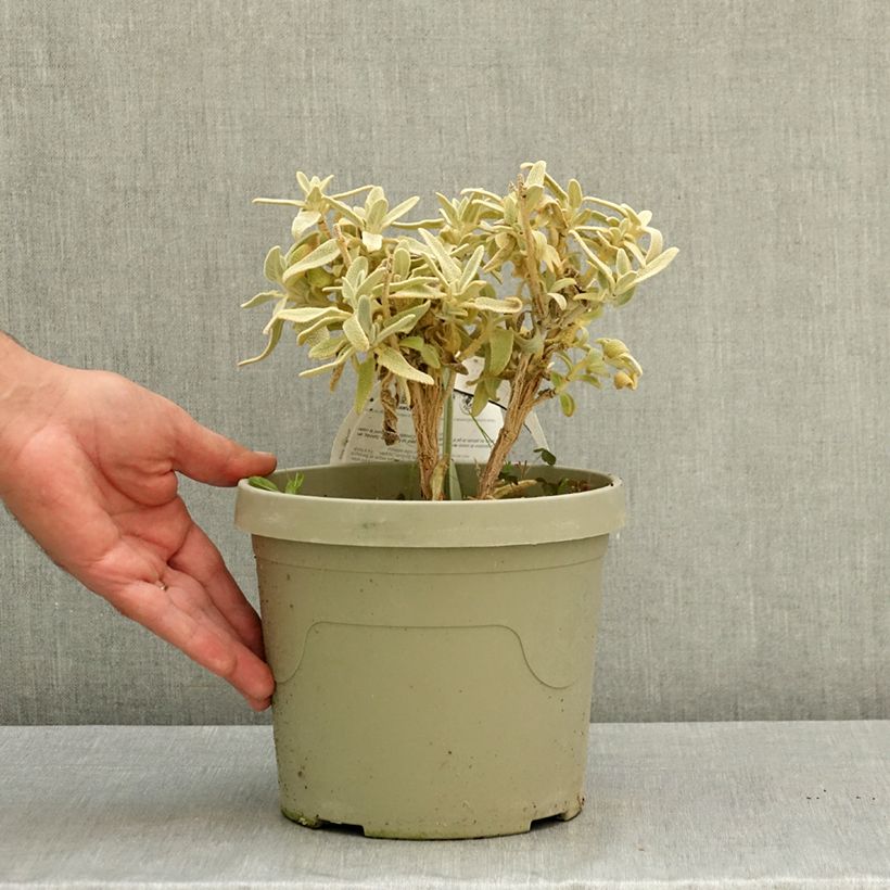 Esemplare di Phlomis Hill Phlo Vaso da 3L/4L consegnato in estate
