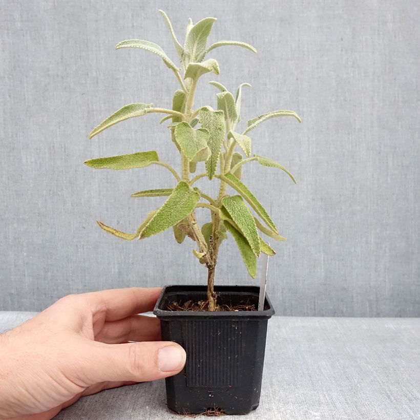 Example of Phlomis purpurea - Salvia viola di Gerusalemme Vasetto da 8/9 cm as you get in hiver