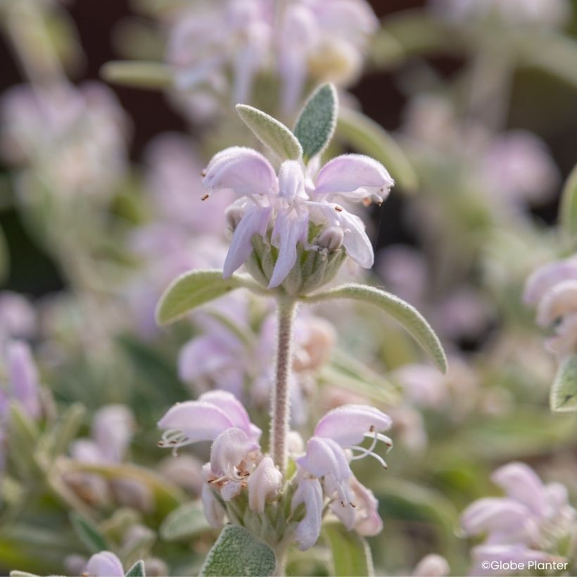 Phlomis Hill Phlo (Fioritura)