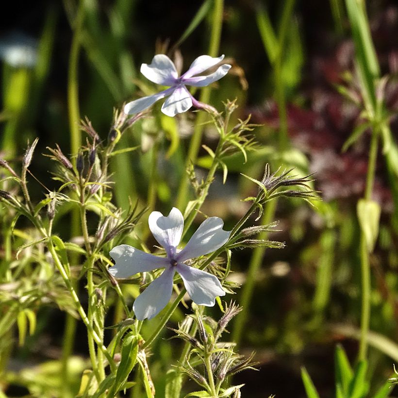 Phlox divaricata Dirigo Ice (Fioritura)