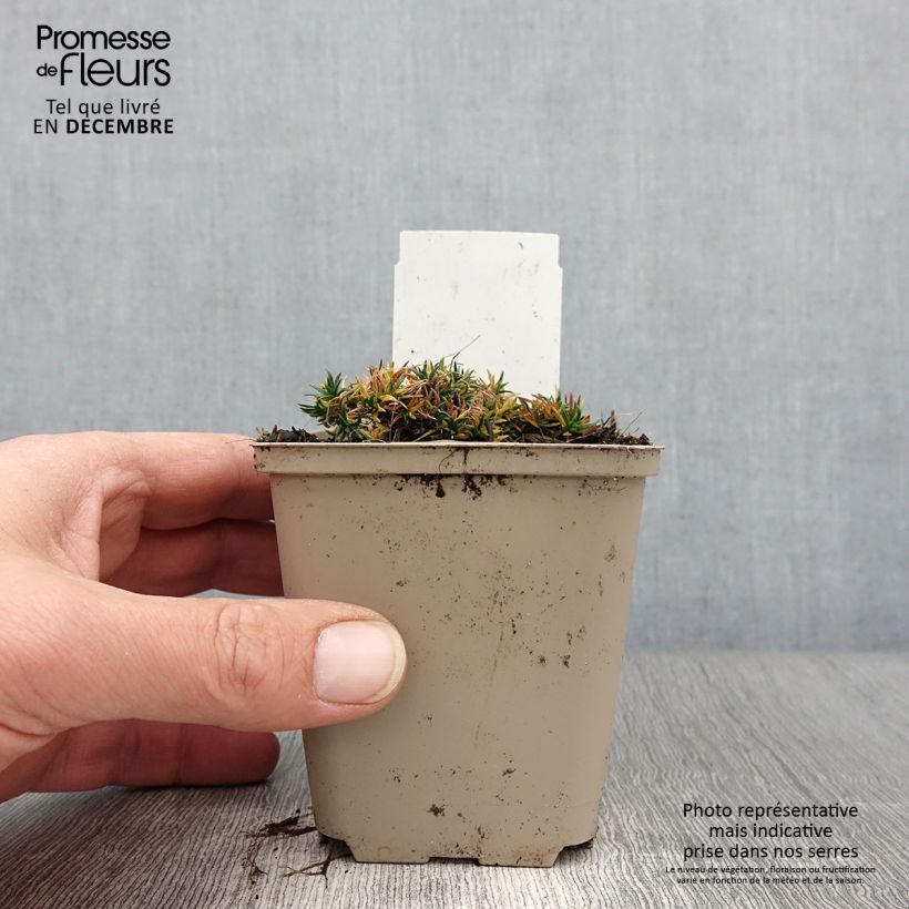 Esemplare di Phlox douglasii Crackerjack - Phlox mousse Godet de 8/9 cm come consegnato in autunno