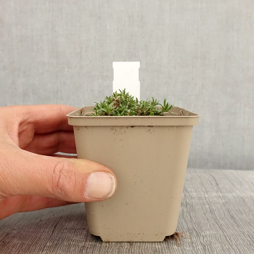 Example of Phlox douglasii Crackerjack Vasetto da 8/9 cm as you get in printemps