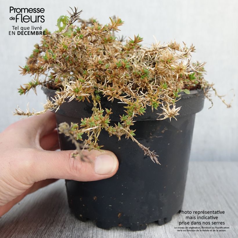 Esemplare di Phlox douglasii Lilac Cloud - Phlox mousse Pot de 2L/3L come consegnato in autunno