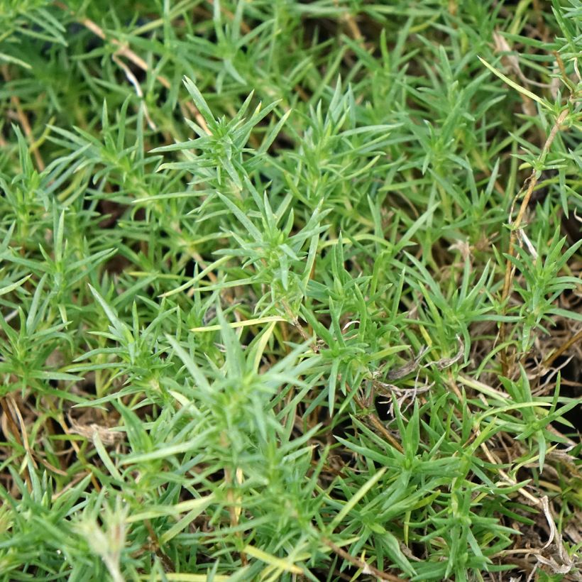 Phlox douglasii Ochsenblut (Fogliame)