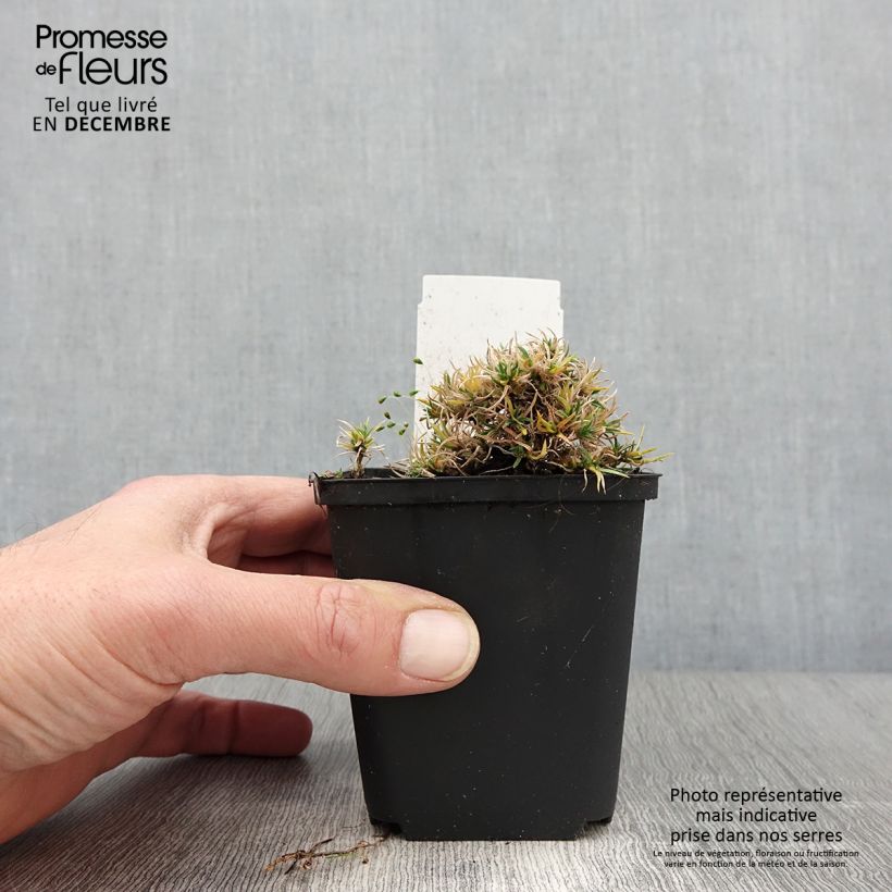 Esemplare di Phlox douglasii Ochsenblut - Phlox mousse Godet de 8/9 cm come consegnato in autunno