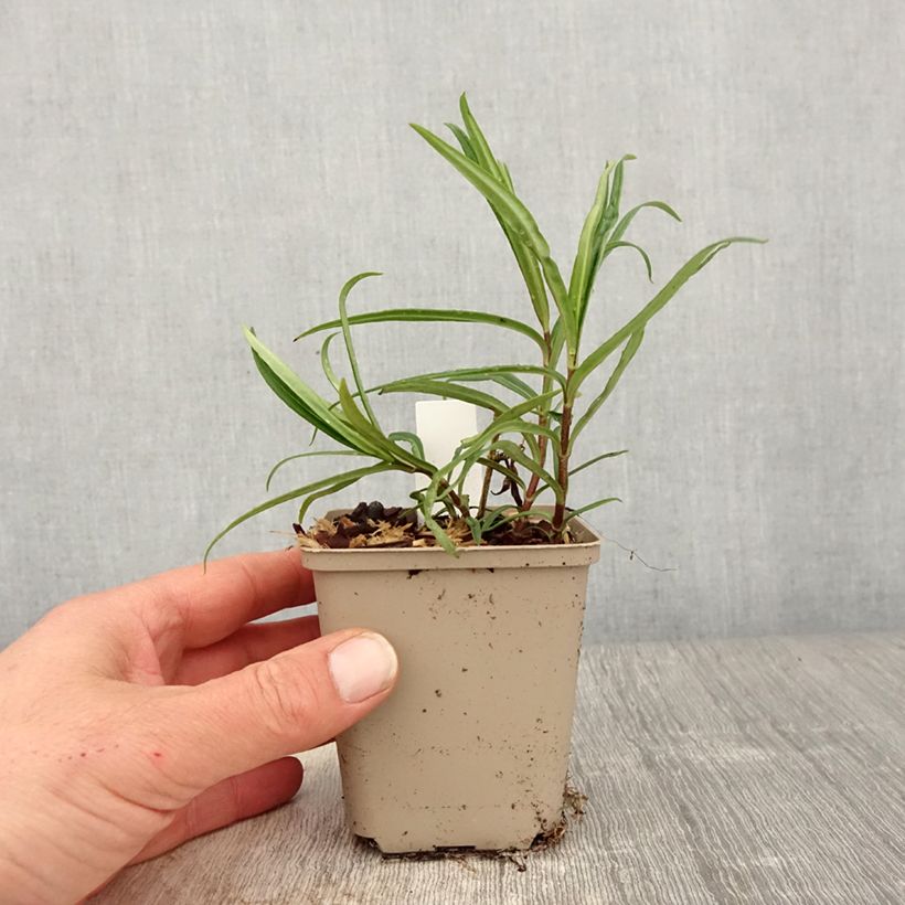 Example of Phlox paniculata Fashionably Early Crystal Vasetto da 8/9 cm as you get in printemps