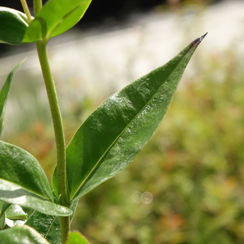 Phlox paniculata Fashionably Early Crystal (Foliage)
