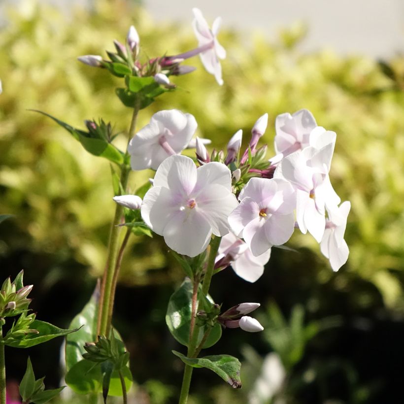 Phlox paniculata Fashionably Early Crystal (Flowering)