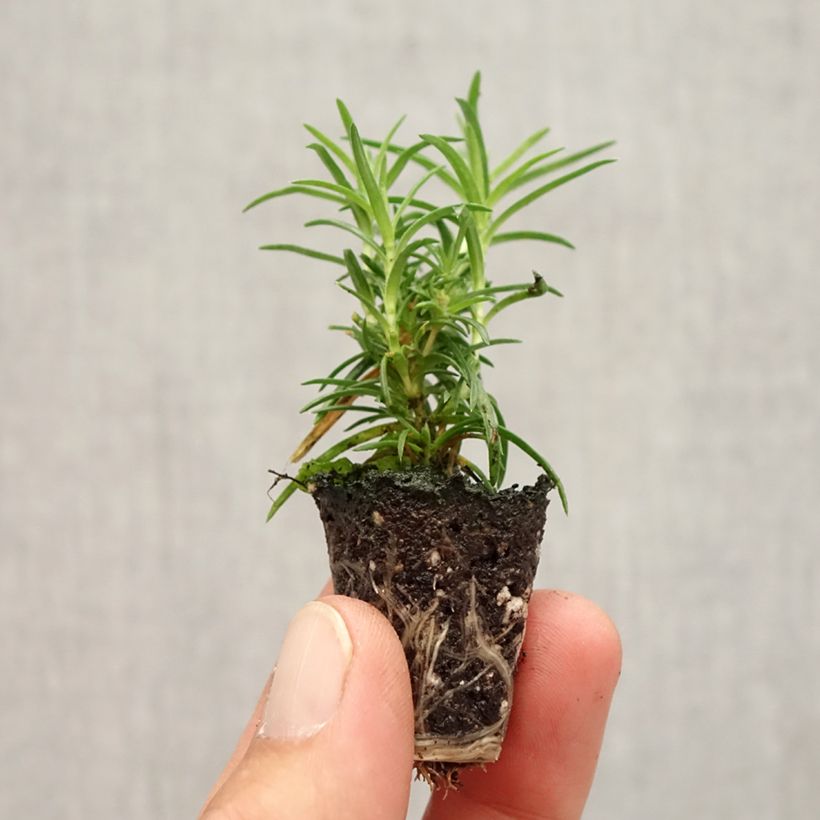 Example of Phlox subulata Amazing Grace - Muscio rosa Mini zolla Ø 1,5/2,5 cm as you get in automne