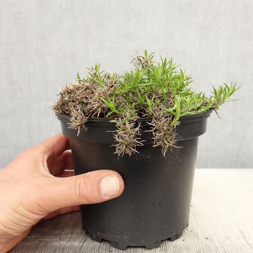 Example of Phlox subulata Moerheimii - Muscio rosa Vaso da 2L/3L as you get in printemps