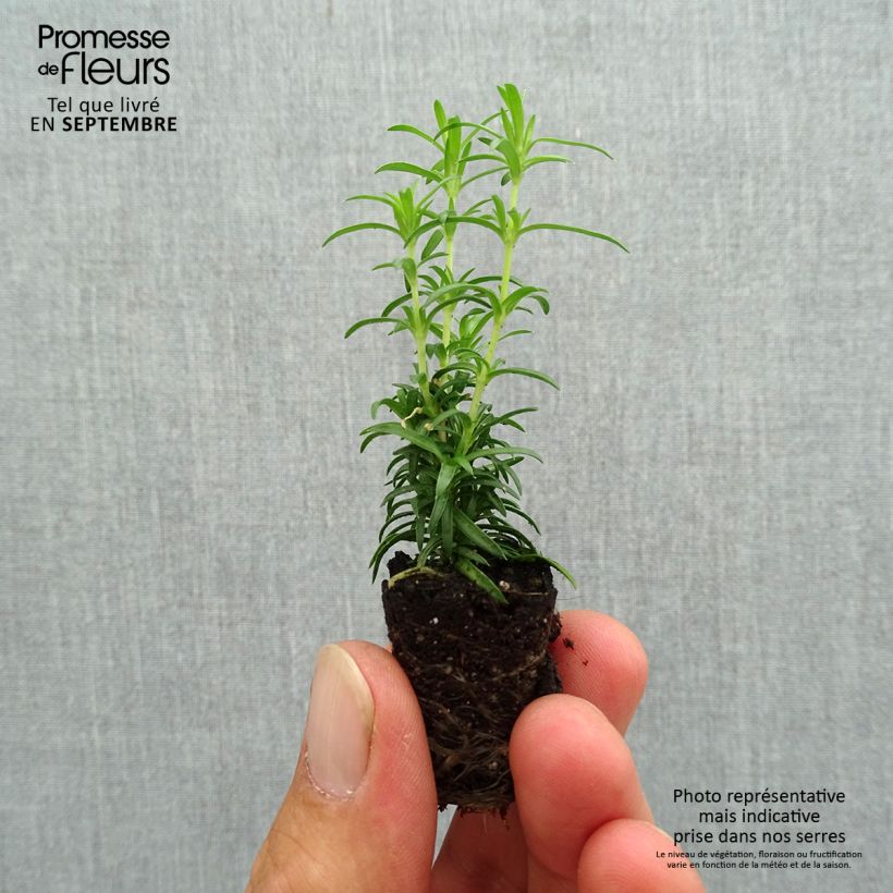 Example of Phlox subulata White Delight - Muscio rosa mini zolla... as you get in automne