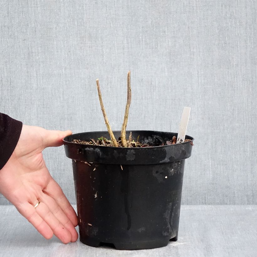 Phlox paniculata Adinda Vaso da 2L/3L esemplare consegnato in inverno